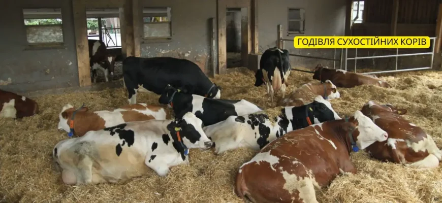 Хвороби корів після отелу: діагностика, профілактика та лікування