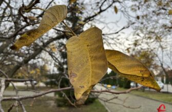 Кількість днів у вересні: скільки триває перший місяць осені?