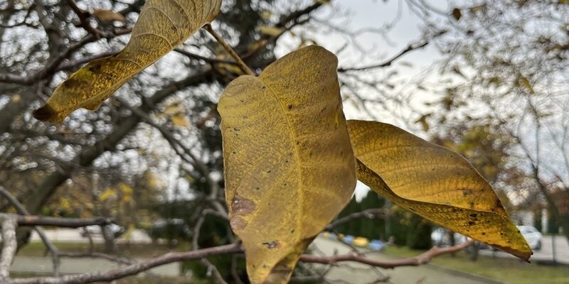 Кількість днів у вересні: скільки триває перший місяць осені?