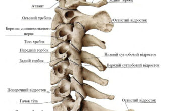 Кількість хребців у шийному відділі хребта: скільки їх насправді?