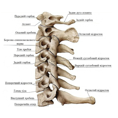 Кількість хребців у шийному відділі хребта: скільки їх насправді? Кількість хребців у шийному відділі хребта: скільки їх насправді?