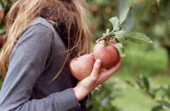 Коли сняться яблука: значення снів та їх вплив на реальність