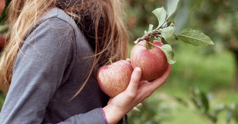 Коли сняться яблука: значення снів та їх вплив на реальність