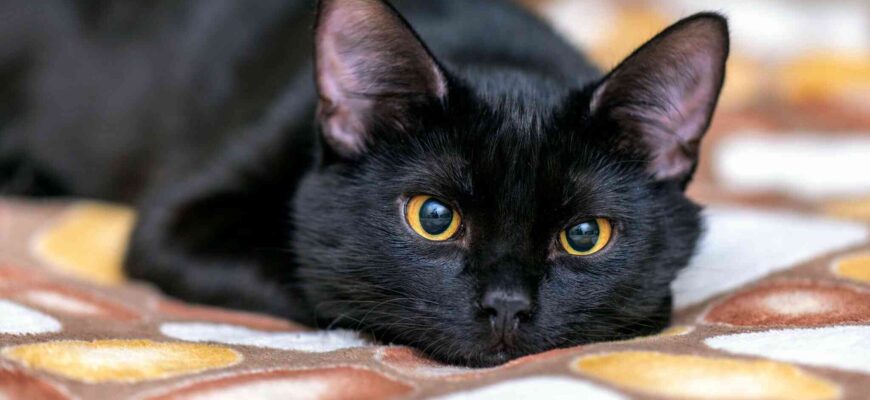 Коли сняться коти: значення сновидінь і тлумачення образів котів