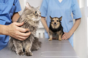 Коли стерилізувати кішку після родів: оптимальний час для процедури