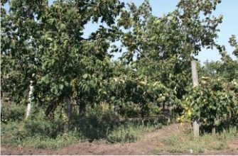 Ліщина: кущ чи дерево? Дослідження основних характеристик виду