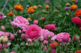 Лютики: Багаторічні Квіти Чи Однорічники? Відповідаємо на Запитання