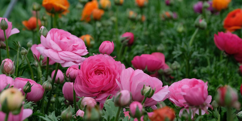 Лютики: Багаторічні Квіти Чи Однорічники? Відповідаємо на Запитання