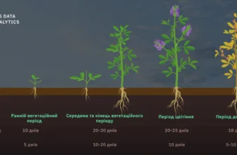 Можна сіяти люцерну на зиму: переваги та особливості процесу