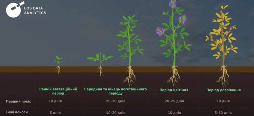 Можна сіяти люцерну на зиму: переваги та особливості процесу