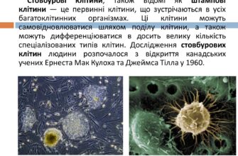 Недоліки технології застосування стовбурових клітин: основні виклики