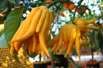 Неприємний Запах: Чому Деякі Тропічні Плоди Викликають Суперечки?