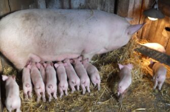 Оптимальна температура для свині: яка має бути у вашому господарстві