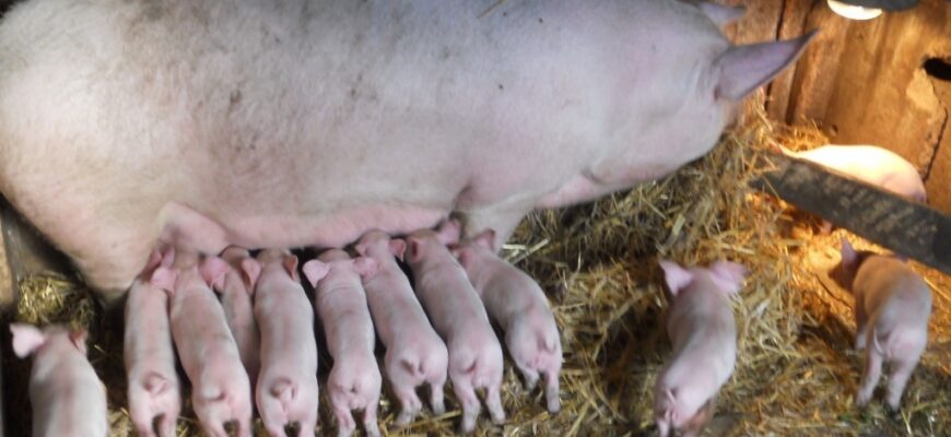 Оптимальна температура для свині: яка має бути у вашому господарстві