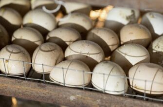 Оптимальна температура в інкубаторі для курячих яєць: ключові рекомендації