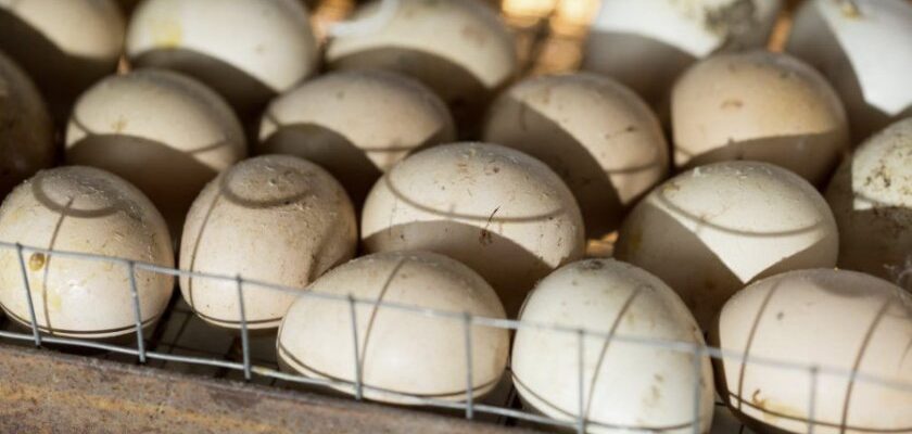 Оптимальна температура в інкубаторі для курячих яєць: ключові рекомендації