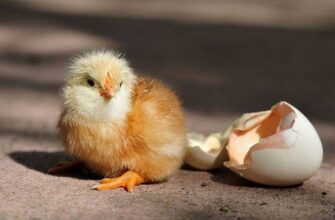 Оптимальна температура в інкубаторі: поради для успішного виведення пташенят