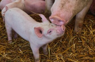 Оптимальне харчування відлучених поросят: рекомендації та поради фермерів