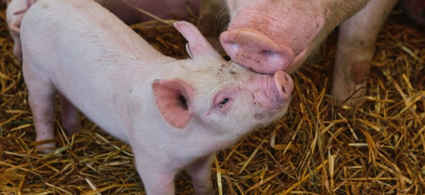 Оптимальне харчування відлучених поросят: рекомендації та поради фермерів