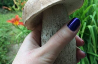 Підберезник: їстівний гриб чи прихована загроза? Розбираємо питання