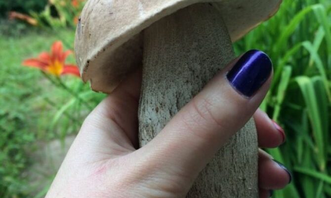 Підберезник: їстівний гриб чи прихована загроза? Розбираємо питання