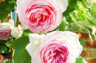 Порівняння троянд: що обрати — Еден Роуз чи П’єр де Ронсар?