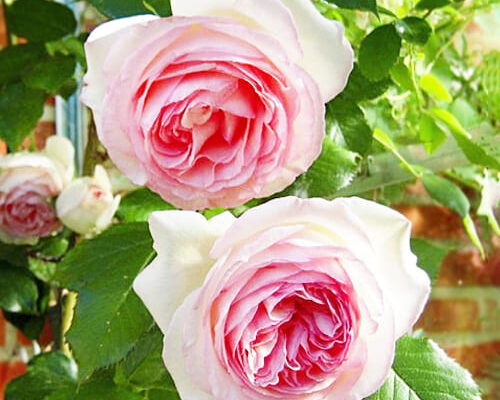 Порівняння троянд: що обрати — Еден Роуз чи П’єр де Ронсар? Порівняння троянд: що обрати — Еден Роуз чи П’єр де Ронсар?