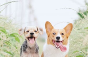 Про що говорить сон: велика собака в ваших снах та її значення