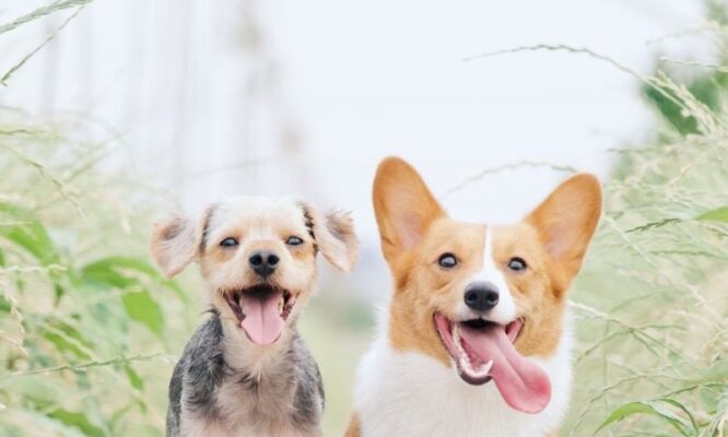 Про що говорить сон: велика собака в ваших снах та її значення