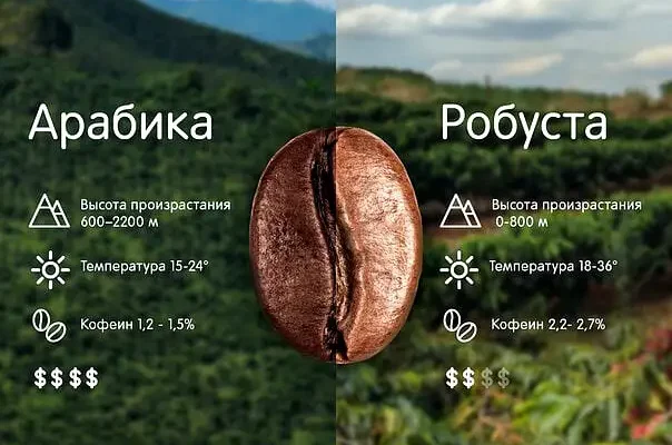 Робуста чи арабіка: який вид кави обрати для ідеального смаку? Робуста чи арабіка: який вид кави обрати для ідеального смаку?