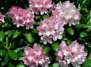 Рододендрон чи азалія: як відрізнити та доглядати за рослинами?