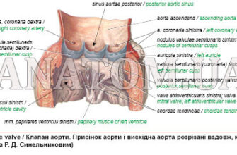 Серцевий клапан між лівим передсердям і лівим шлуночком: його роль та функція