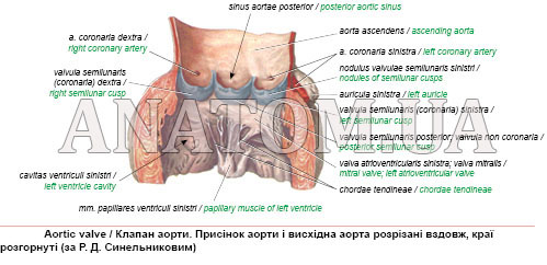 Серцевий клапан між лівим передсердям і лівим шлуночком: його роль та функція