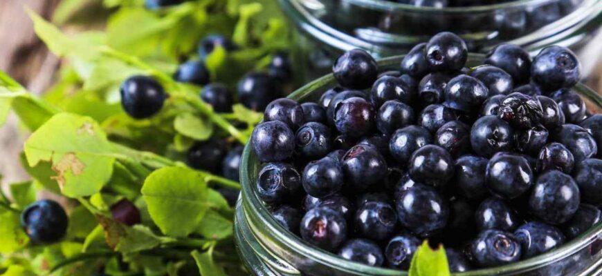 Що корисніше для здоров’я: порівняння лохини та чорниці