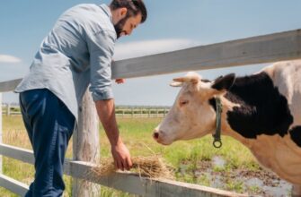 Що можна давати корові після отелу: корисні рекомендації та поради