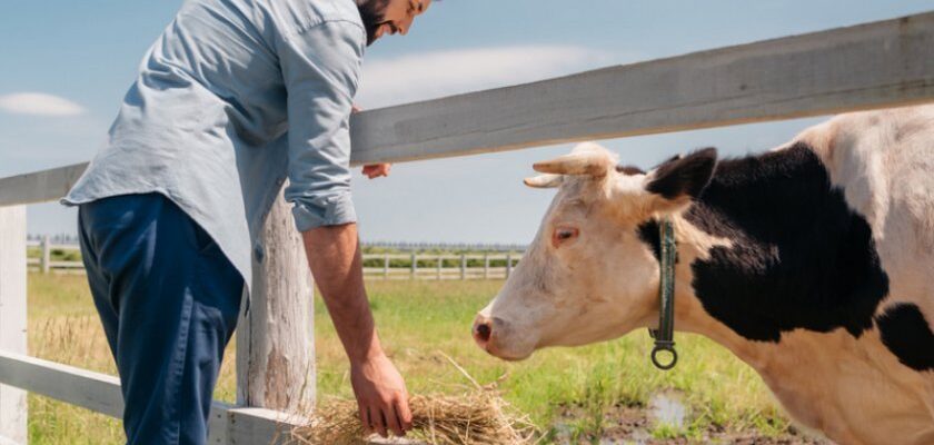 Що можна давати корові після отелу: корисні рекомендації та поради