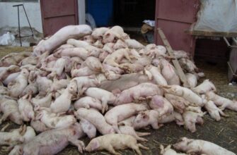 Що означає, якщо сниться мертва свиня: основні тлумачення сновидінь