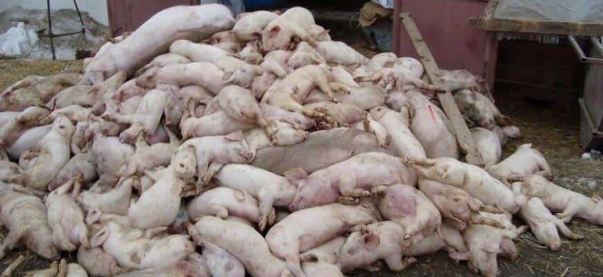 Що означає, якщо сниться мертва свиня: основні тлумачення сновидінь