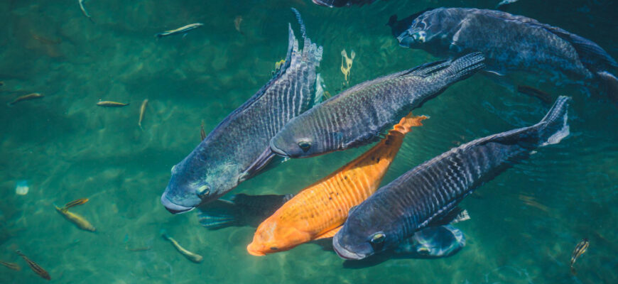 Що означає, коли чоловіку сниться риба: тлумачення снів та символіка