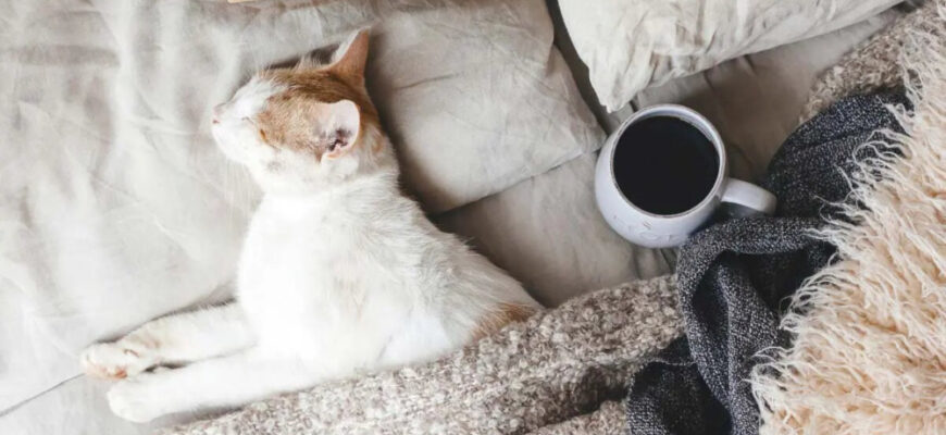 Що означає, коли сняться коти: розкриття символіки сновидінь