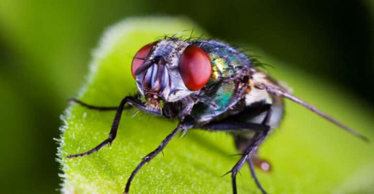 Що означає, коли сняться мухи: тлумачення сну за народними прикметами