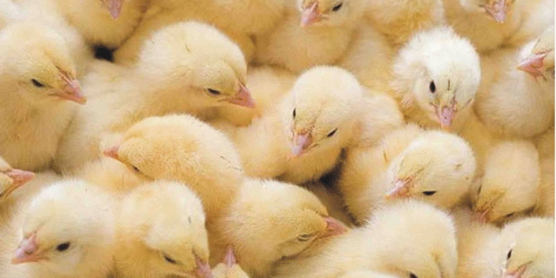 Що означає, коли сниться багато маленьких курчат: тлумачення сну