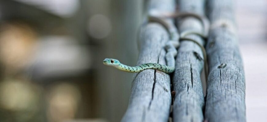 Що означає, коли сниться багато змій: сенс та тлумачення сну