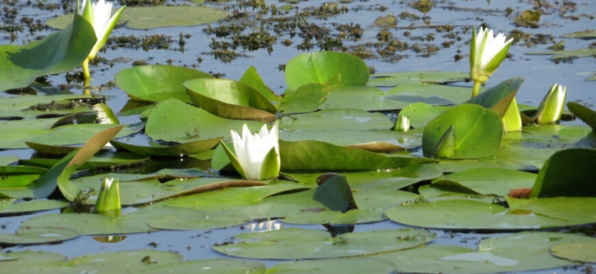 Що означає, коли сниться болото: тлумачення та символіка сну