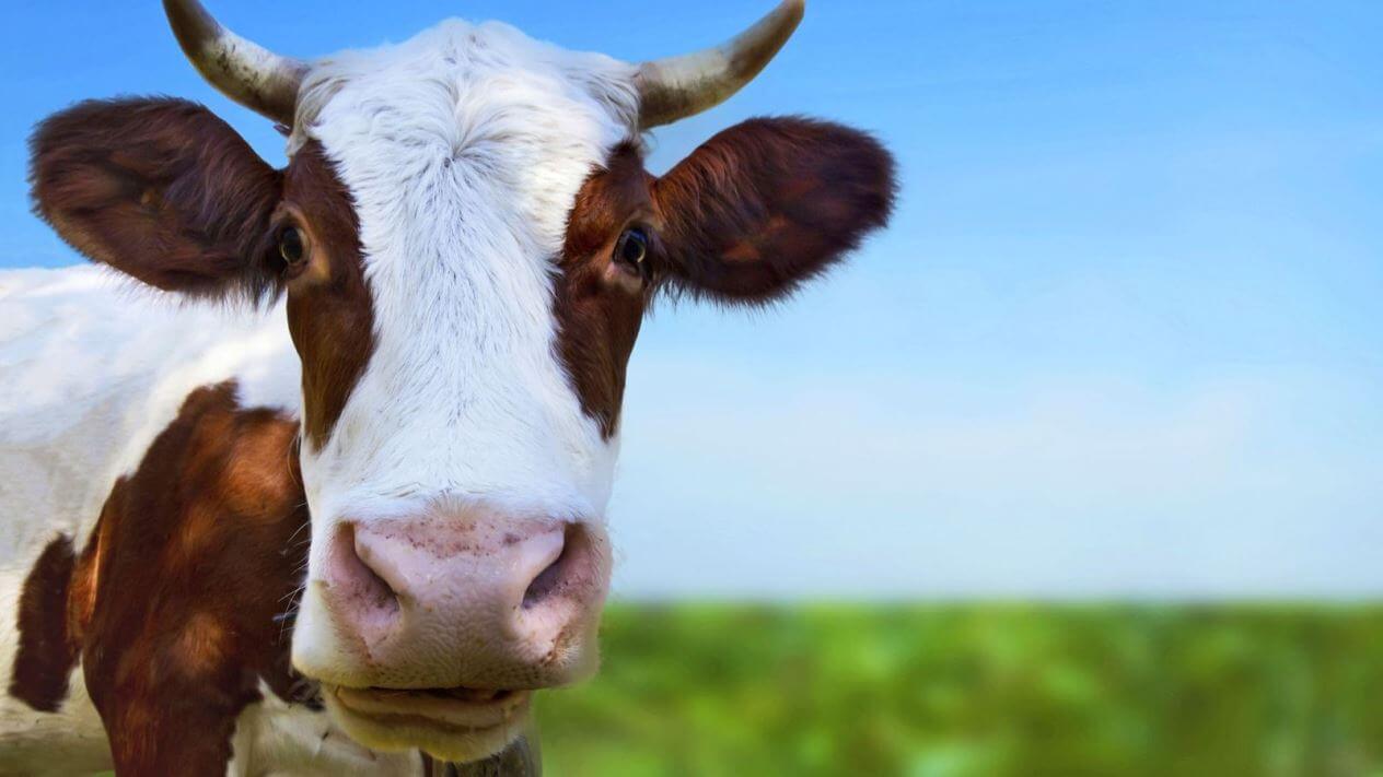 До чого сниться Корова — 115 значень Бачити уві сні білу Корову