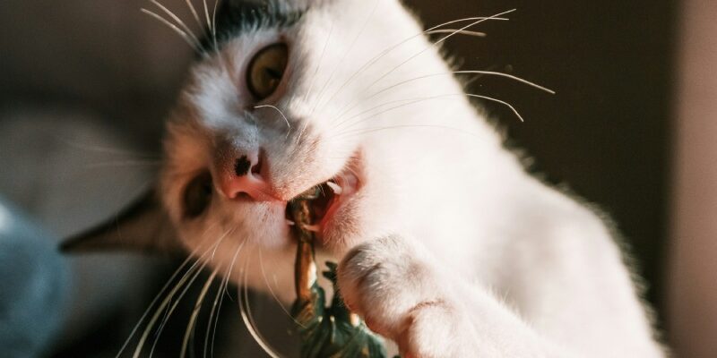 Що означає, коли сниться кіт: символізм та значення сновидінь з котами