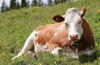 Що означає, коли сниться корова: розгадка сновидінь та їх значення