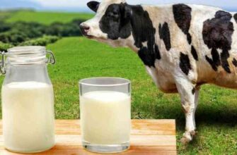 Що означає, коли сниться корова: тлумачення снів і символіка образу