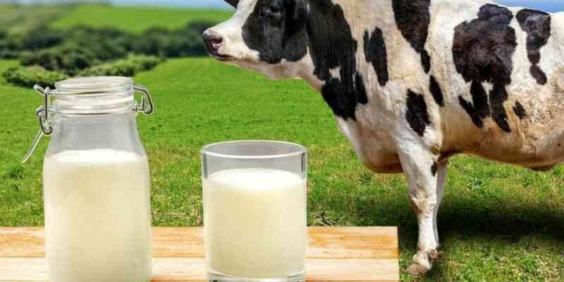 Що означає, коли сниться корова: тлумачення снів і символіка образу