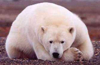 Що означає, коли сниться маленький ведмідь: тлумачення сну та значення